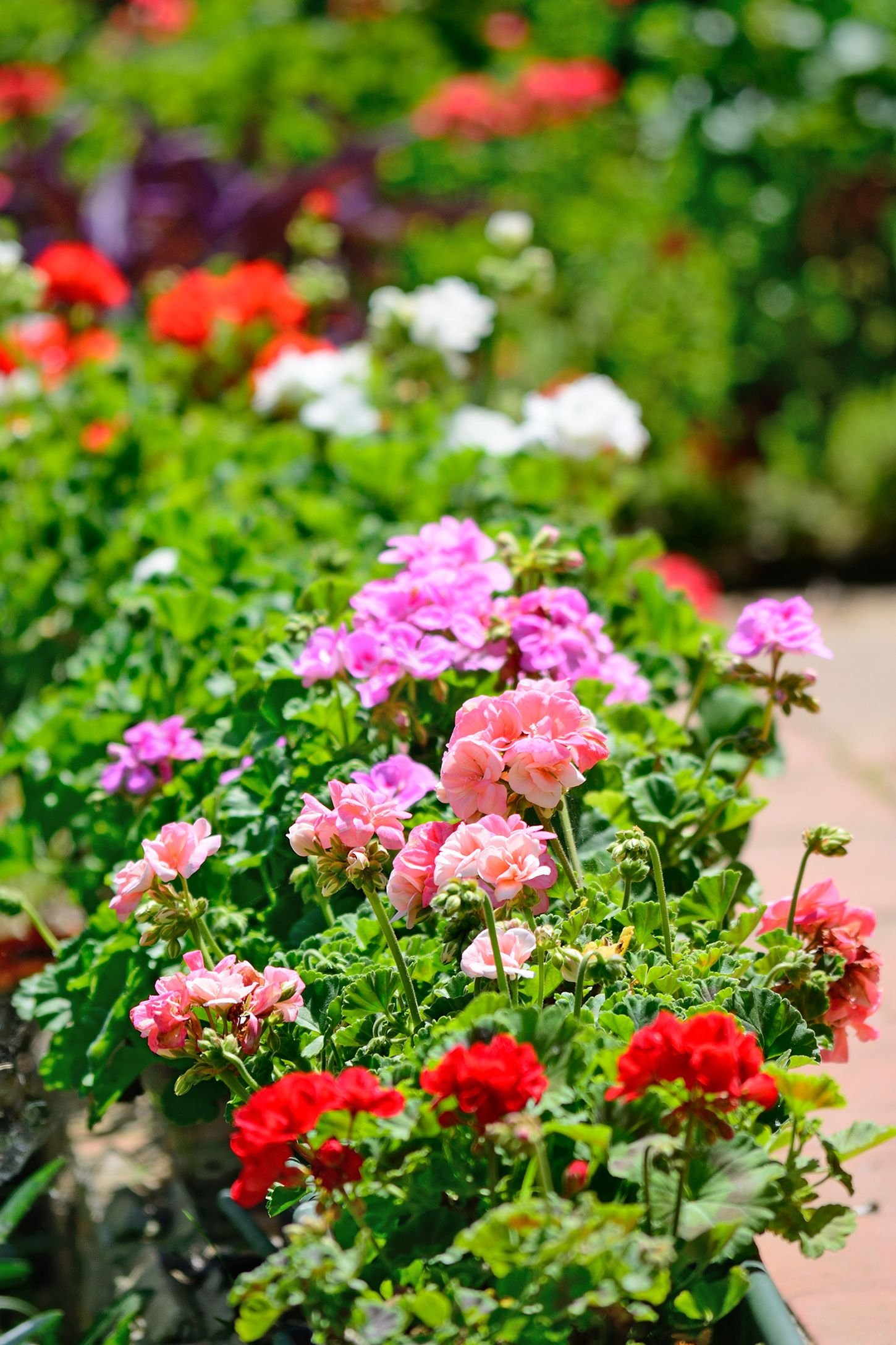 15 best annual flowers - annual flowers list