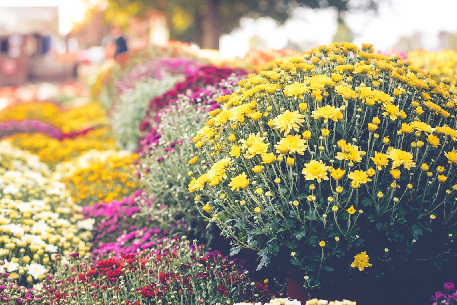 25 fall flowers to plant - pretty fall flowering perennials & plants