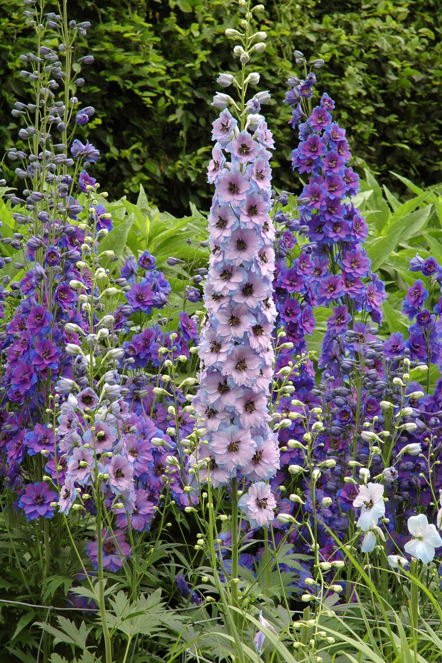 20 best perennial flowers - ideas for easy perennial flowering plants