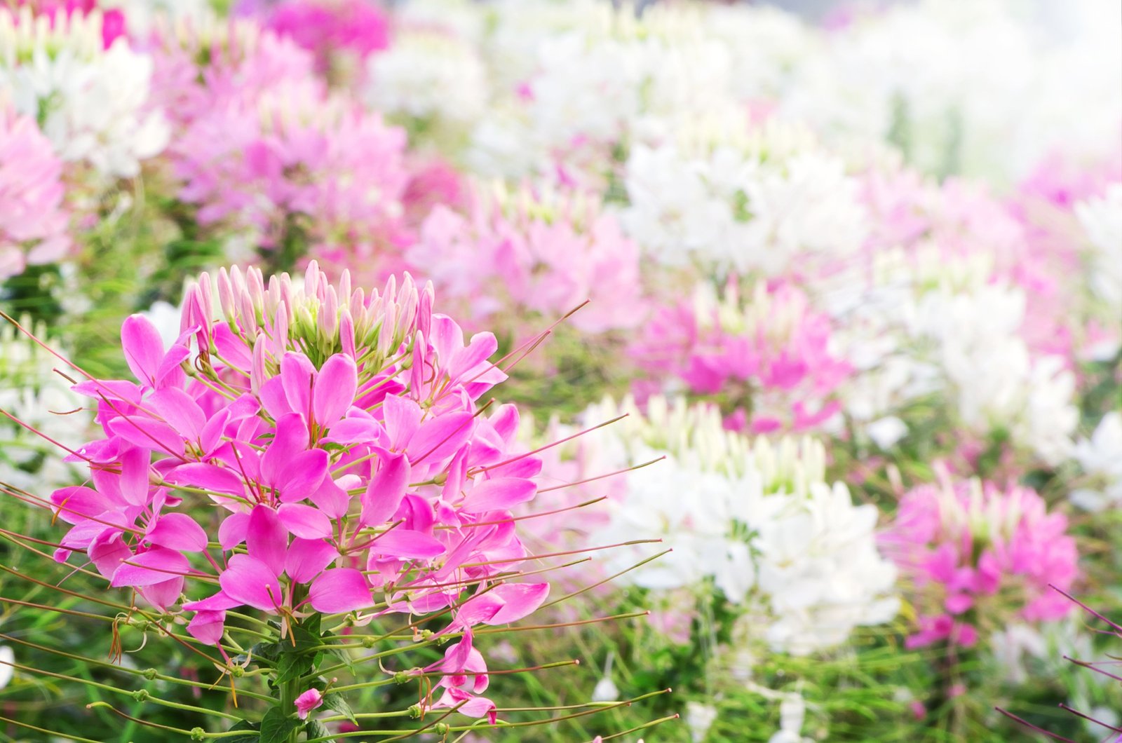 30 best summer flowers - beautiful flowers that bloom all summer
