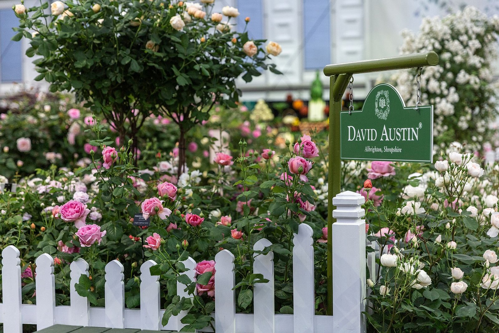 chelsea flower show 2019: david austin roses win 25th gold medal