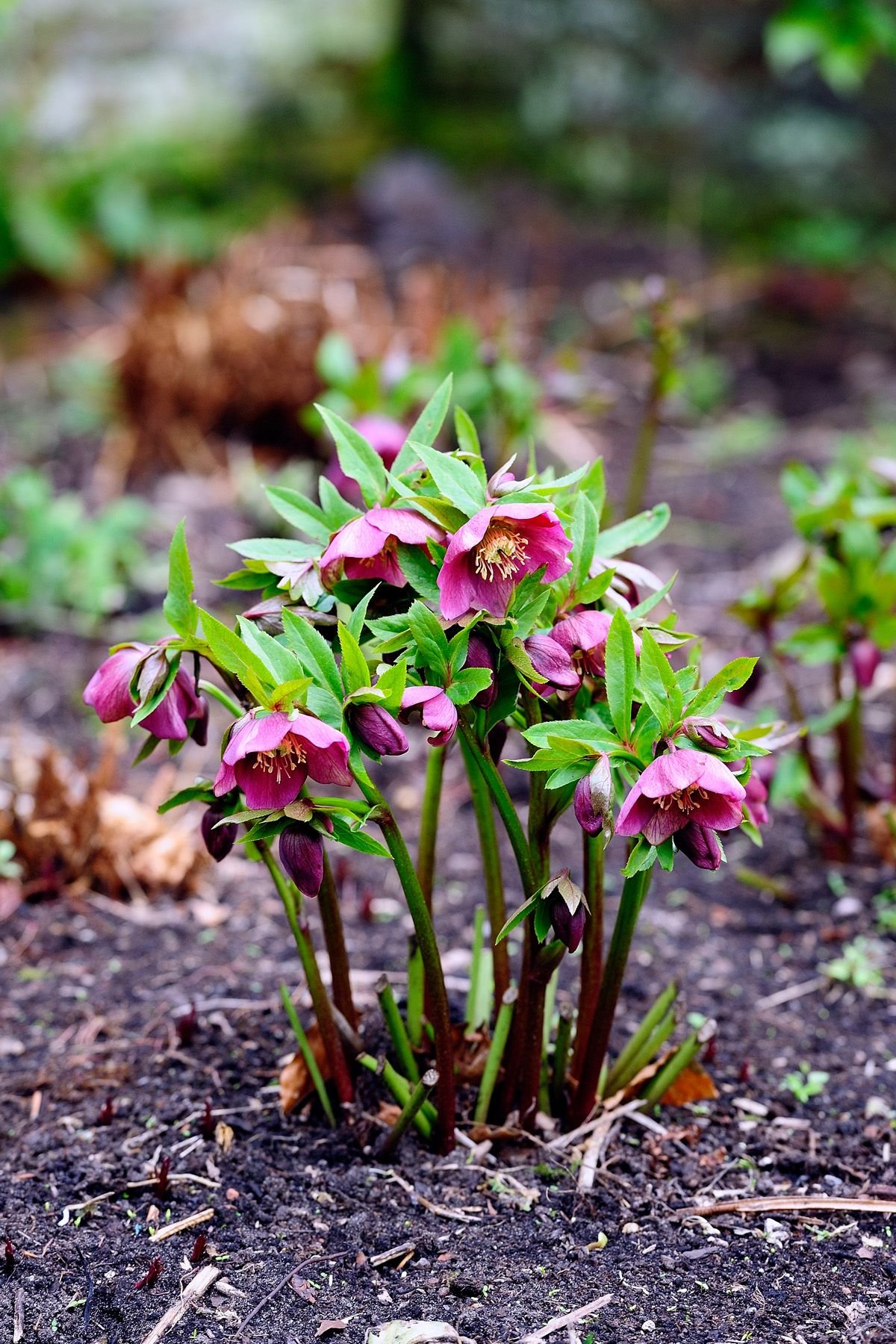 15 best shade perennials - shade-loving perennial flowers and plants