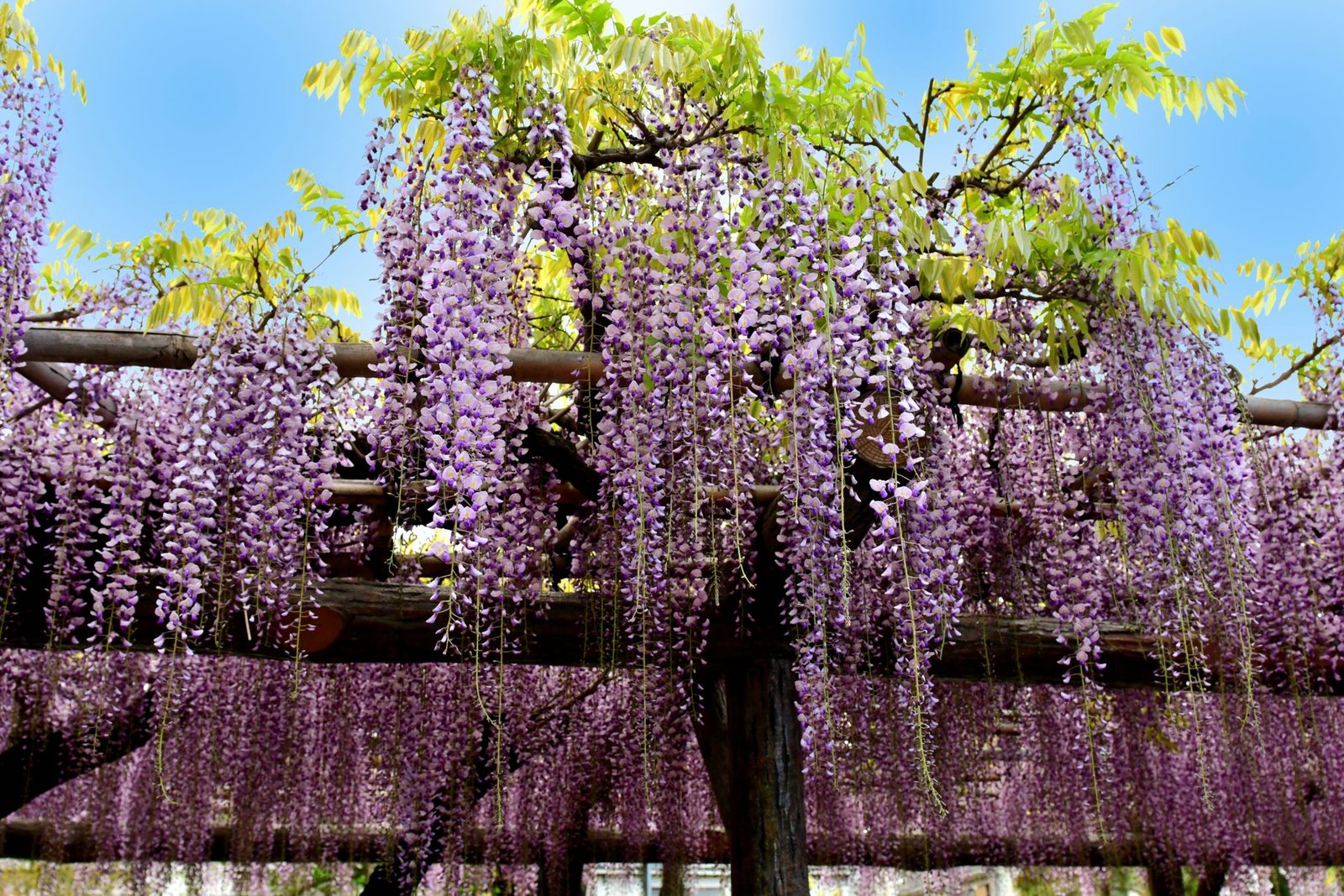 home depot is selling wisteria trees you can plant in your backyard