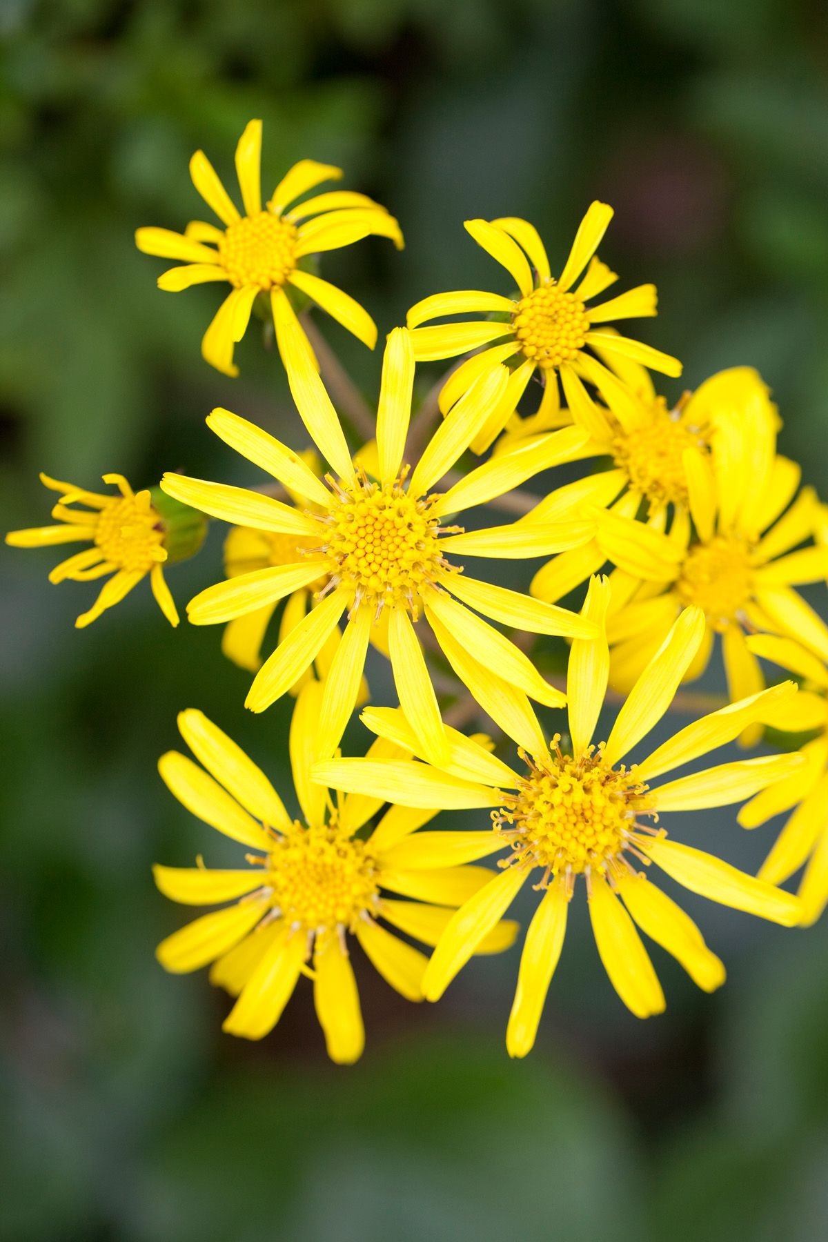 15 best shade perennials - shade-loving perennial flowers and plants