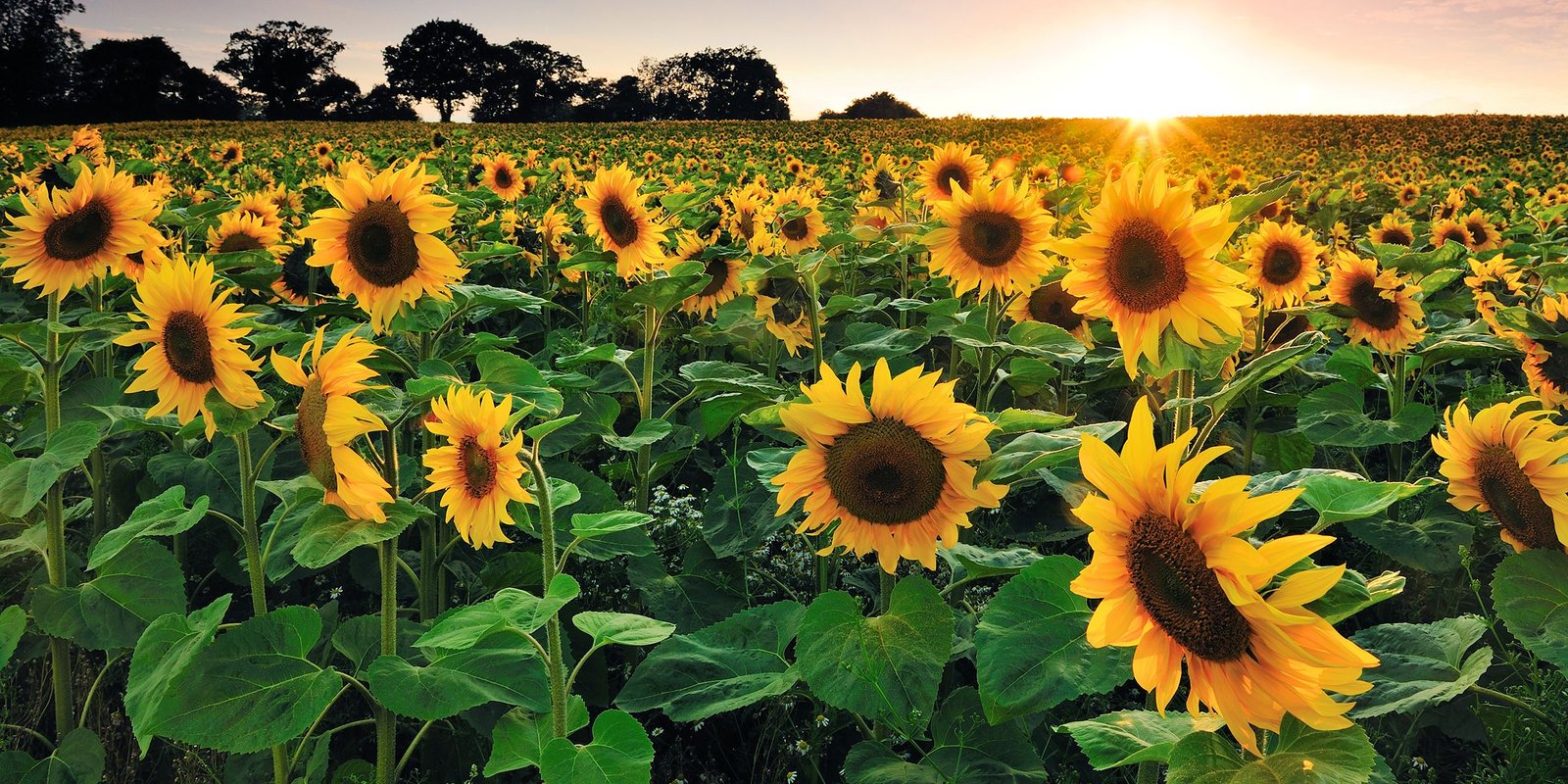 30 best sunflower fields near me - top sunflower fields & mazes in