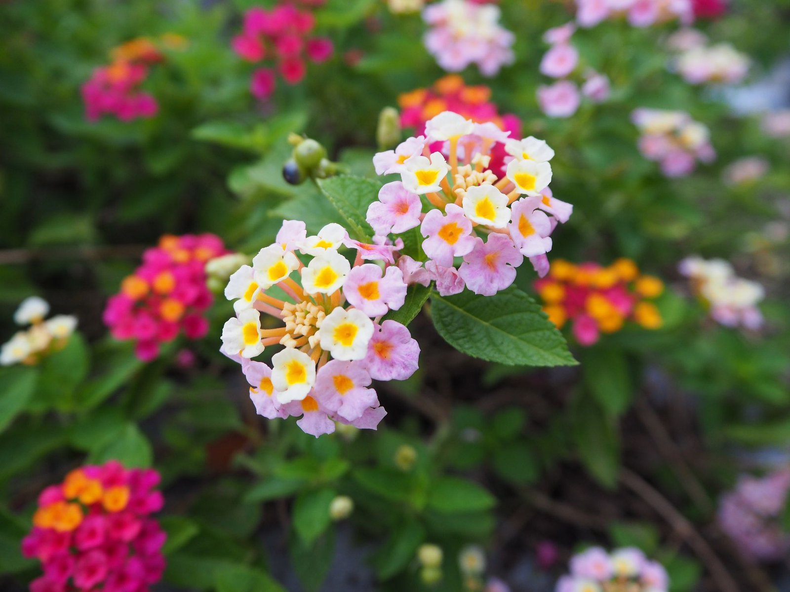 30 best summer flowers - beautiful flowers that bloom all summer