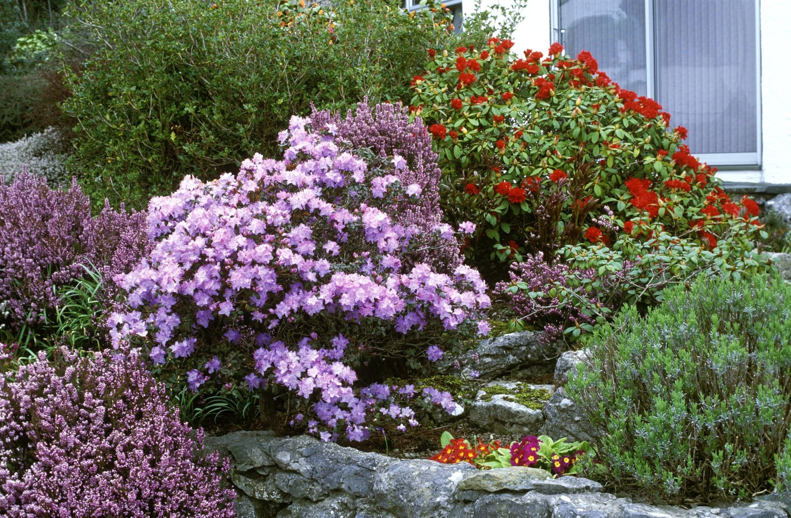 20 best flowering shrubs - blooming bushes for your garden
