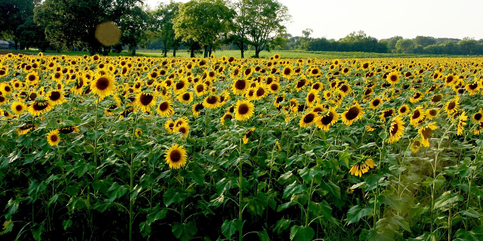 30 best sunflower fields near me - top sunflower fields & mazes in