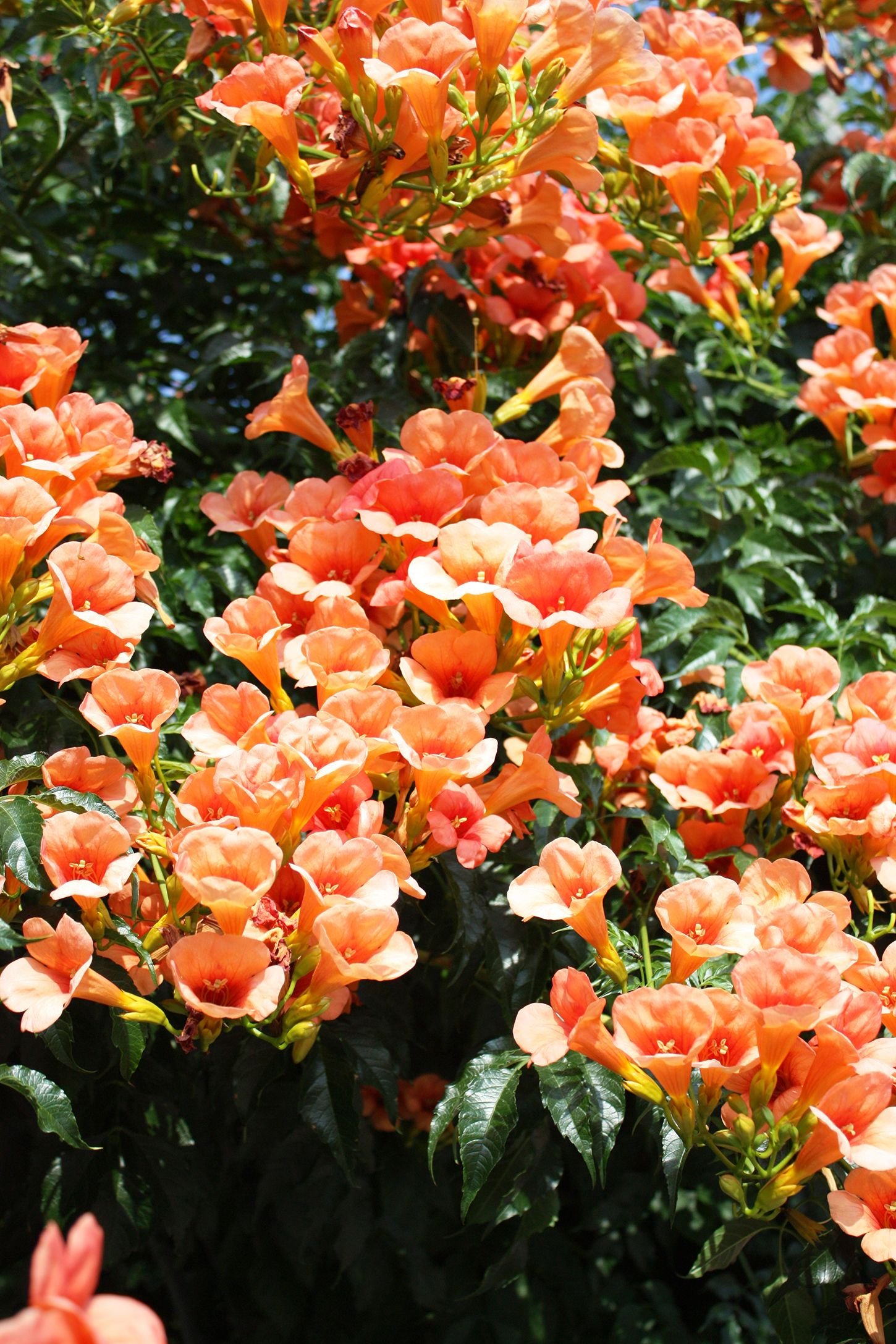 16 fast-growing flowering vines - best wall climbing vines to plant