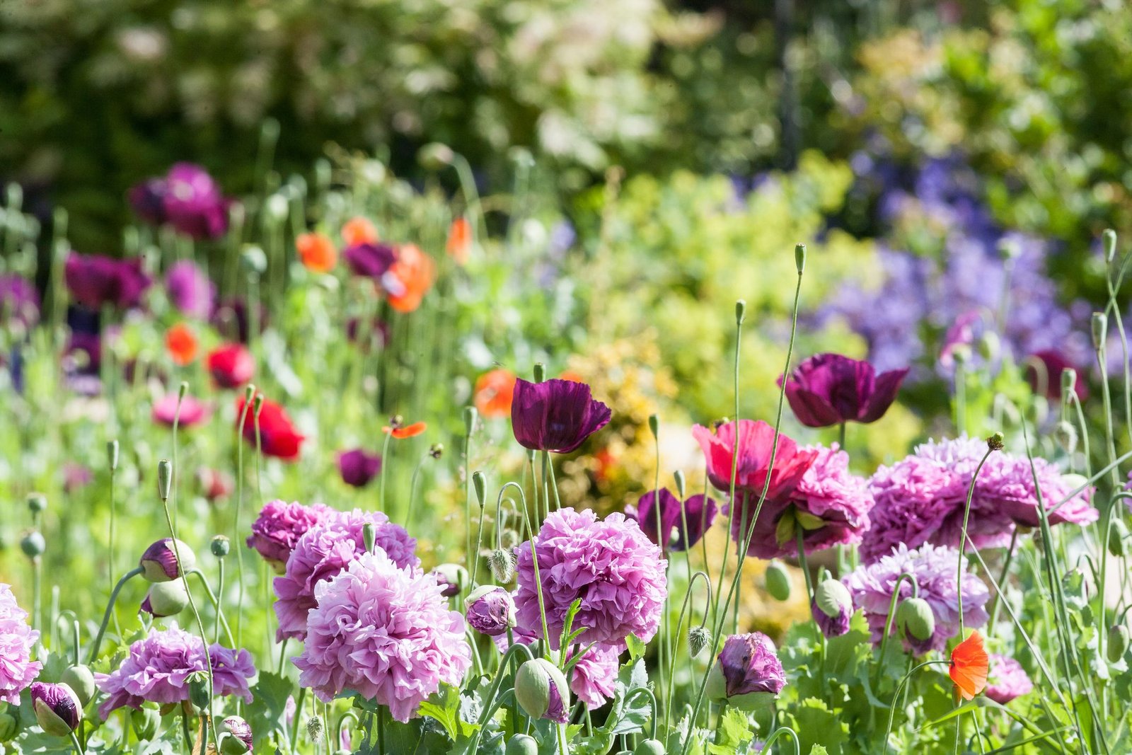 55 best types of flowers – pretty pictures of garden flowers