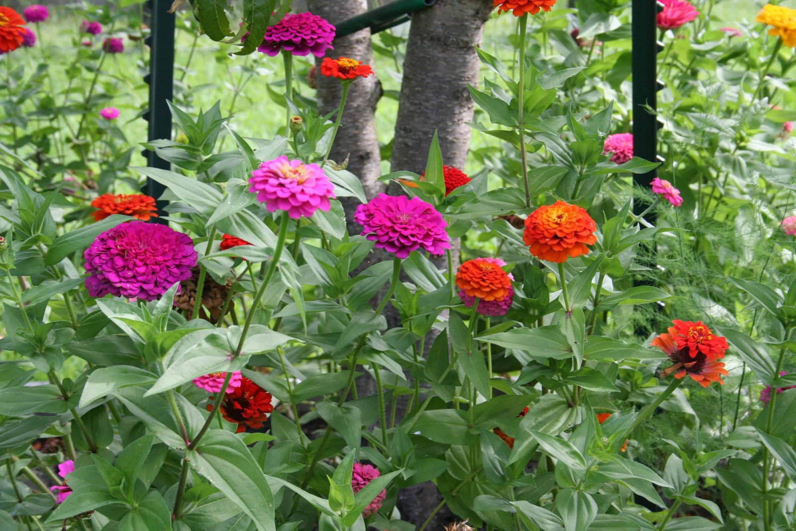 the absolute easiest way to grow flowers: carpet bedding - home