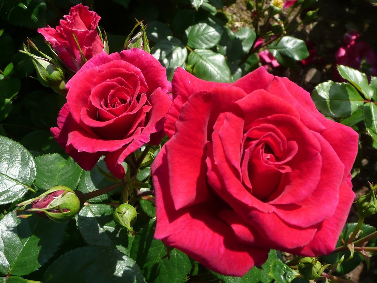 4 new roses debuting at rhs hampton court palace flower show 2017