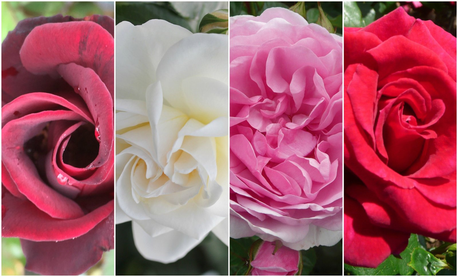 4 new roses debuting at rhs hampton court palace flower show 2017