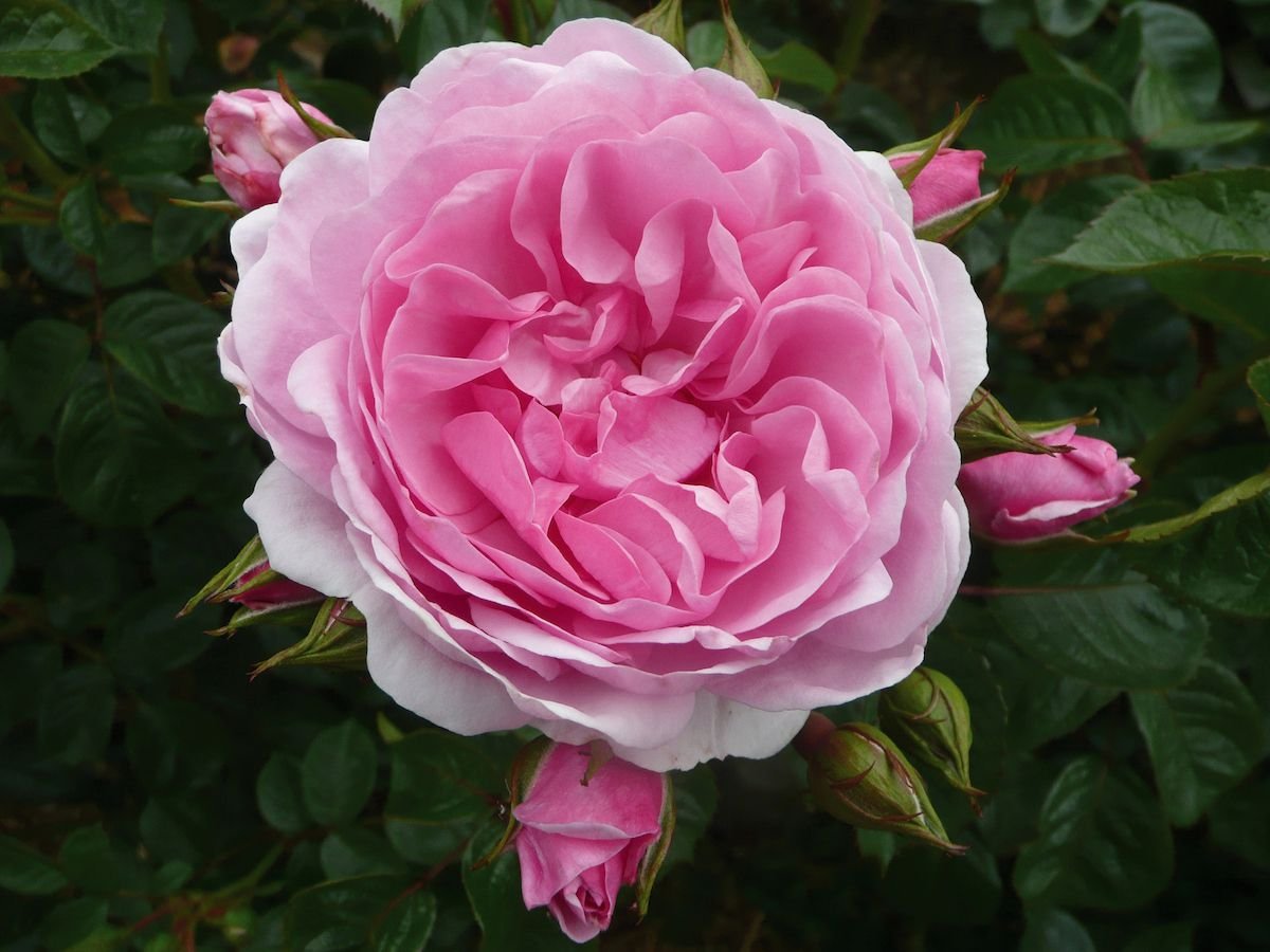4 new roses debuting at rhs hampton court palace flower show 2017