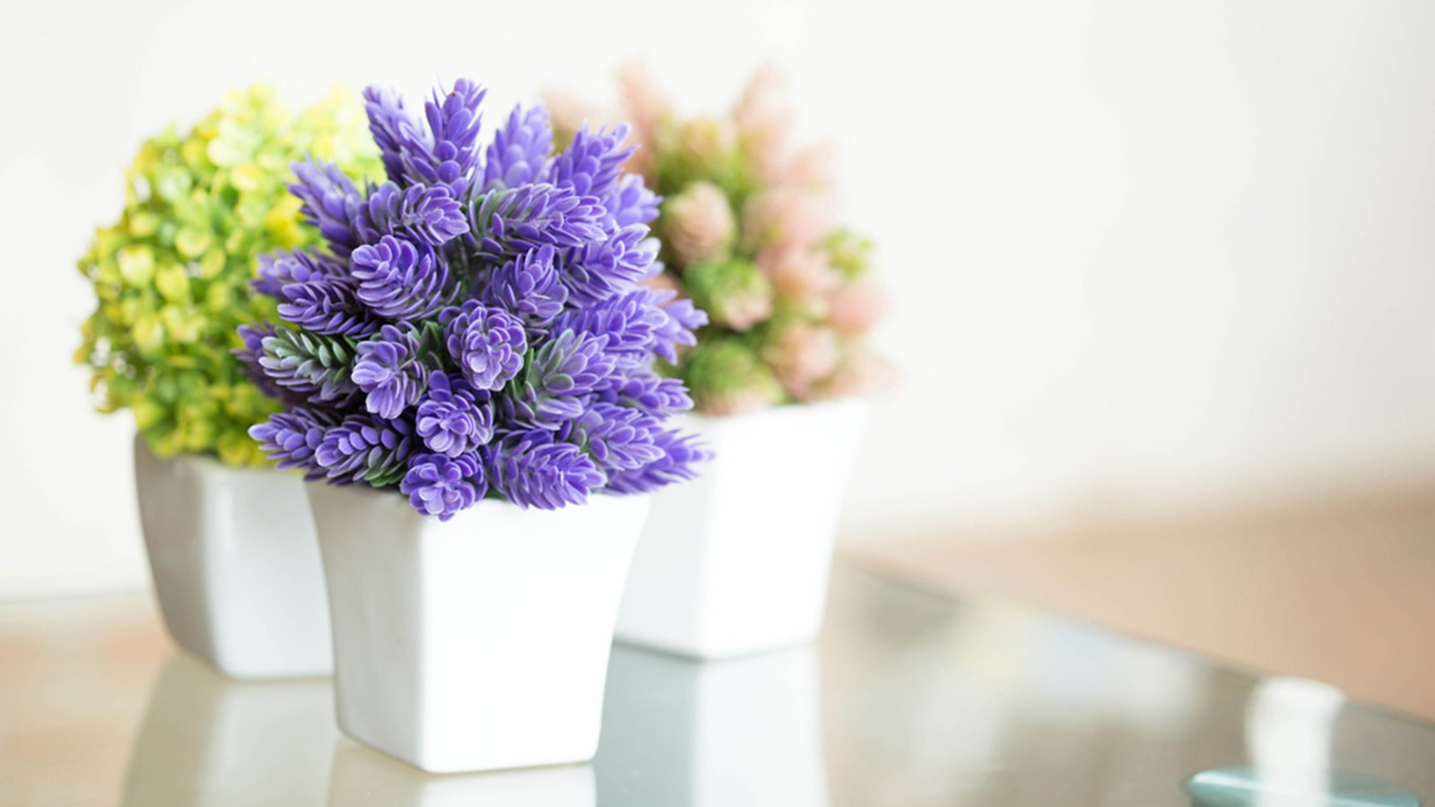 pretty indoor flowering plants