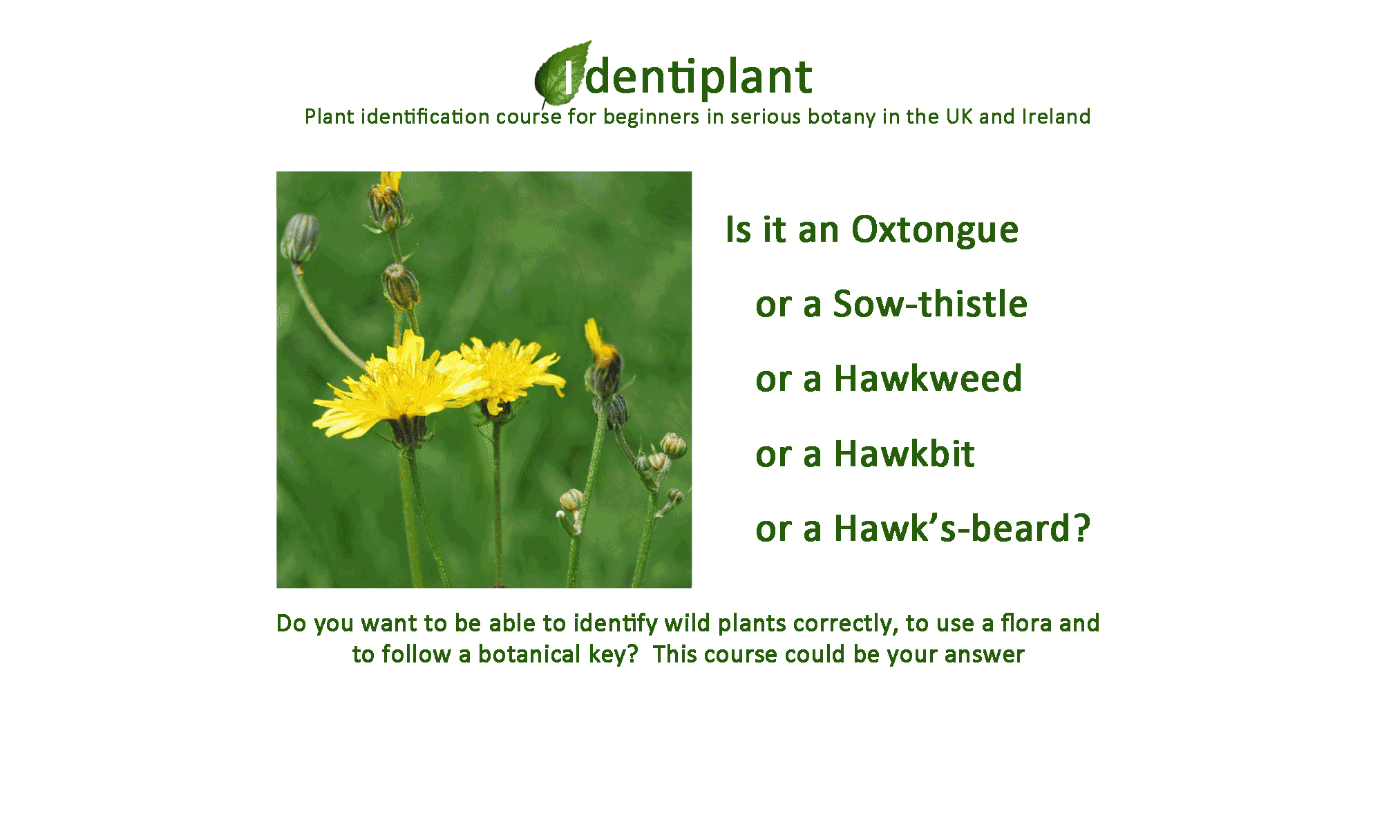 identiplant – plant identification course for beginners in serious