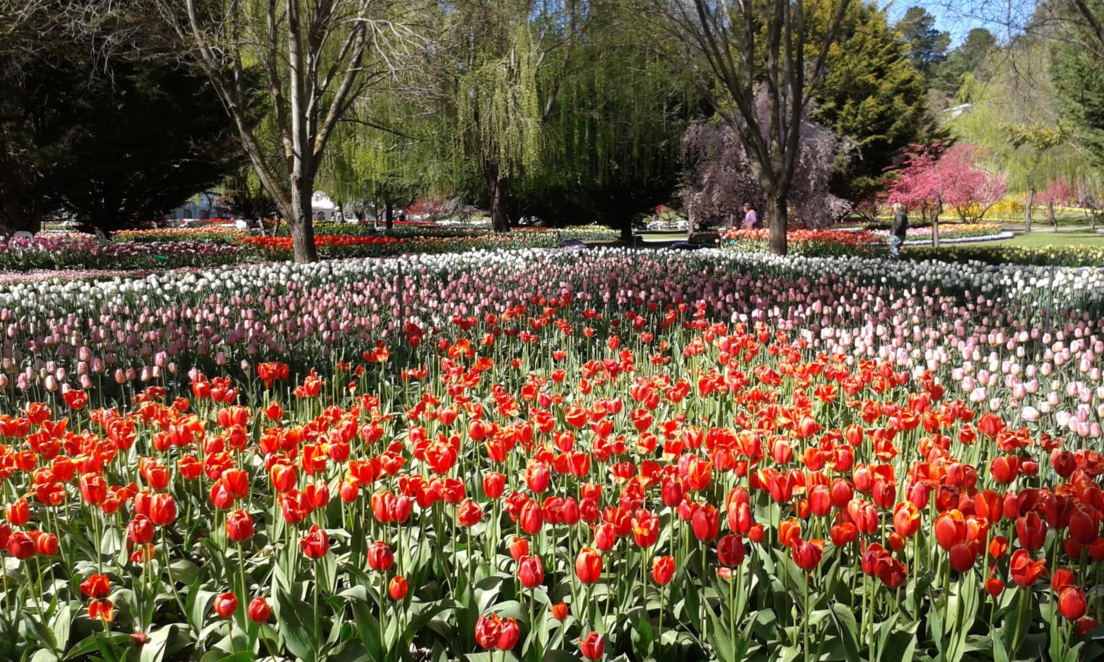 events & festivals in canberra 2016 - canberra