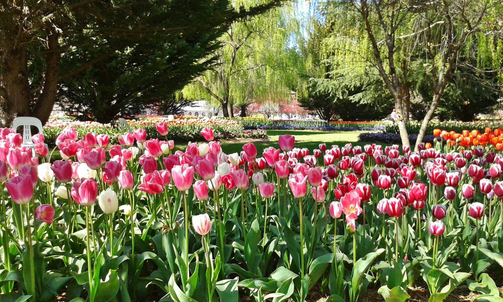 a spring celebration - floral and garden events in canberra - canberra