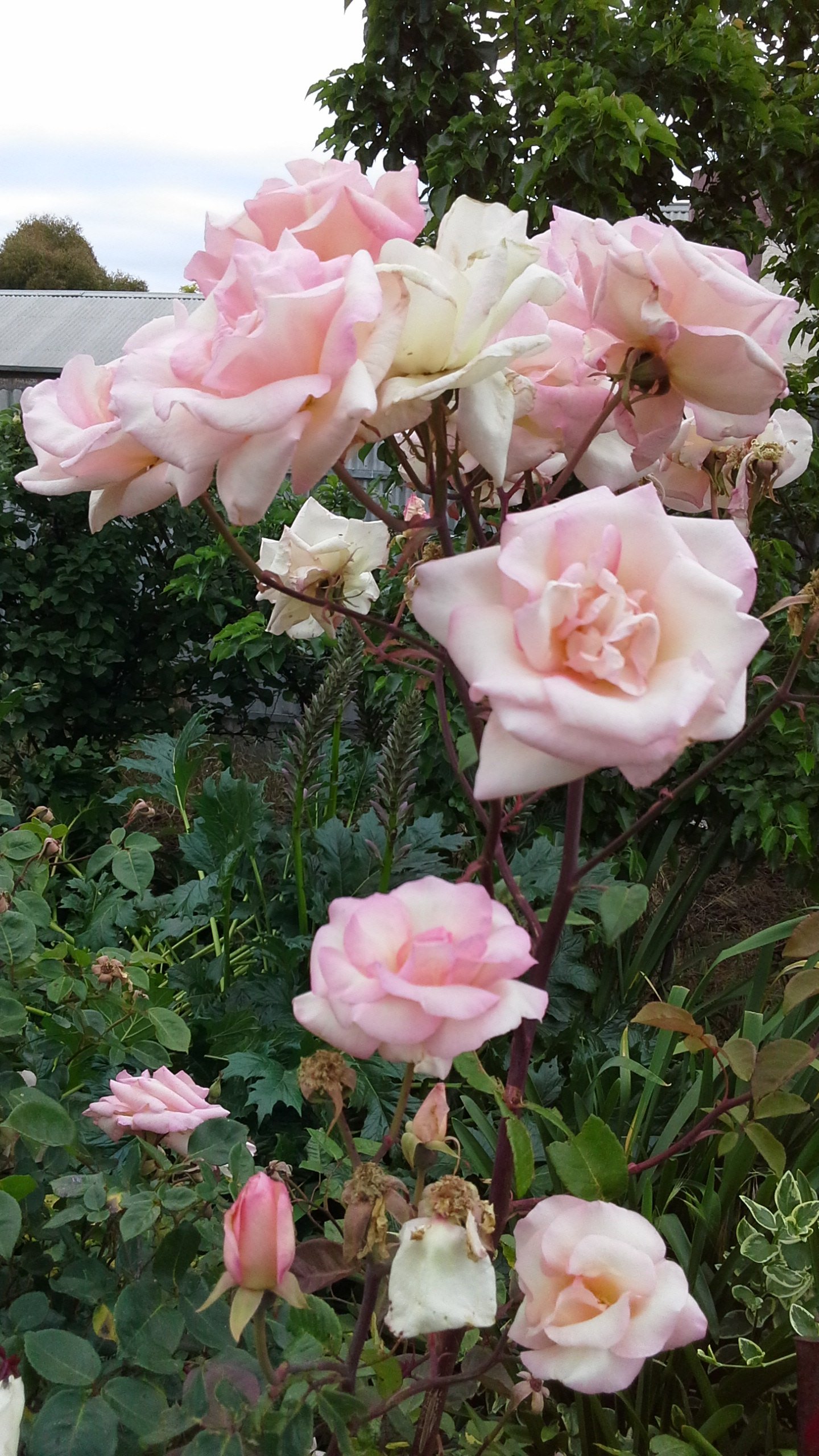 burra districts open gardens and spring garden expo - adelaide