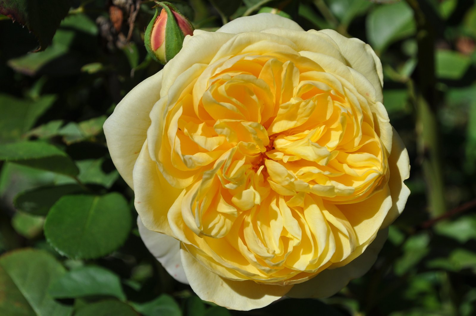 best autumn garden shows and festivals in adelaide - adelaide