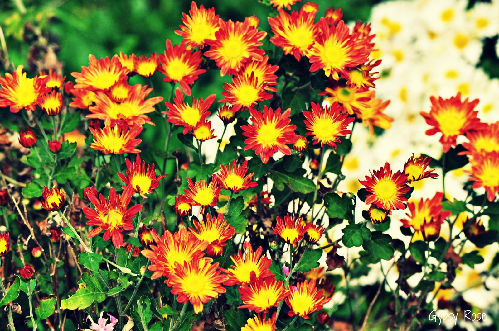 garden & flower events 2015 - melbourne & vic - melbourne