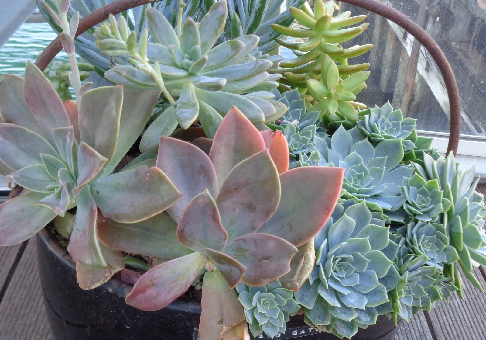 best autumn garden shows and festivals in adelaide - adelaide