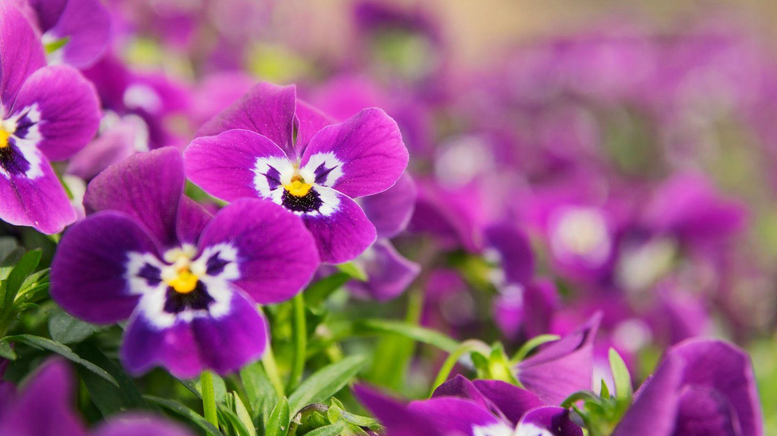 10 easy-to-grow plants for first-time gardeners | mental floss