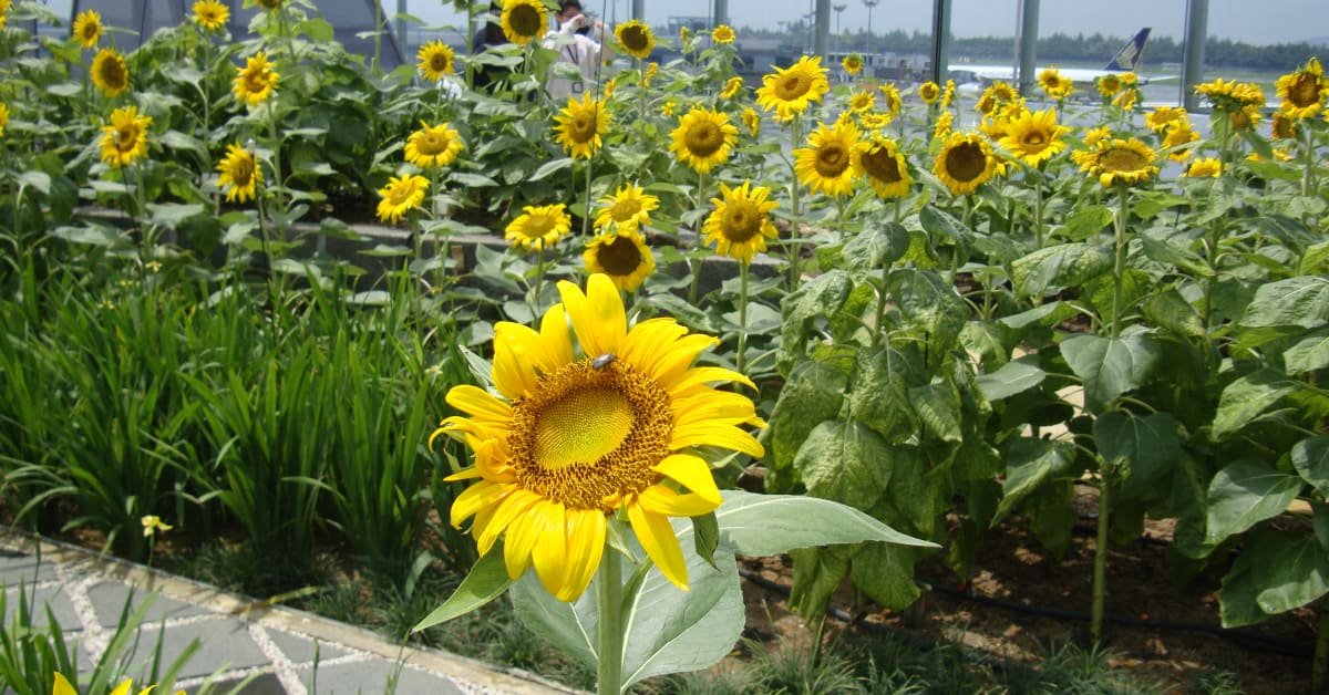 sunflower garden (day) - singapore changi airport