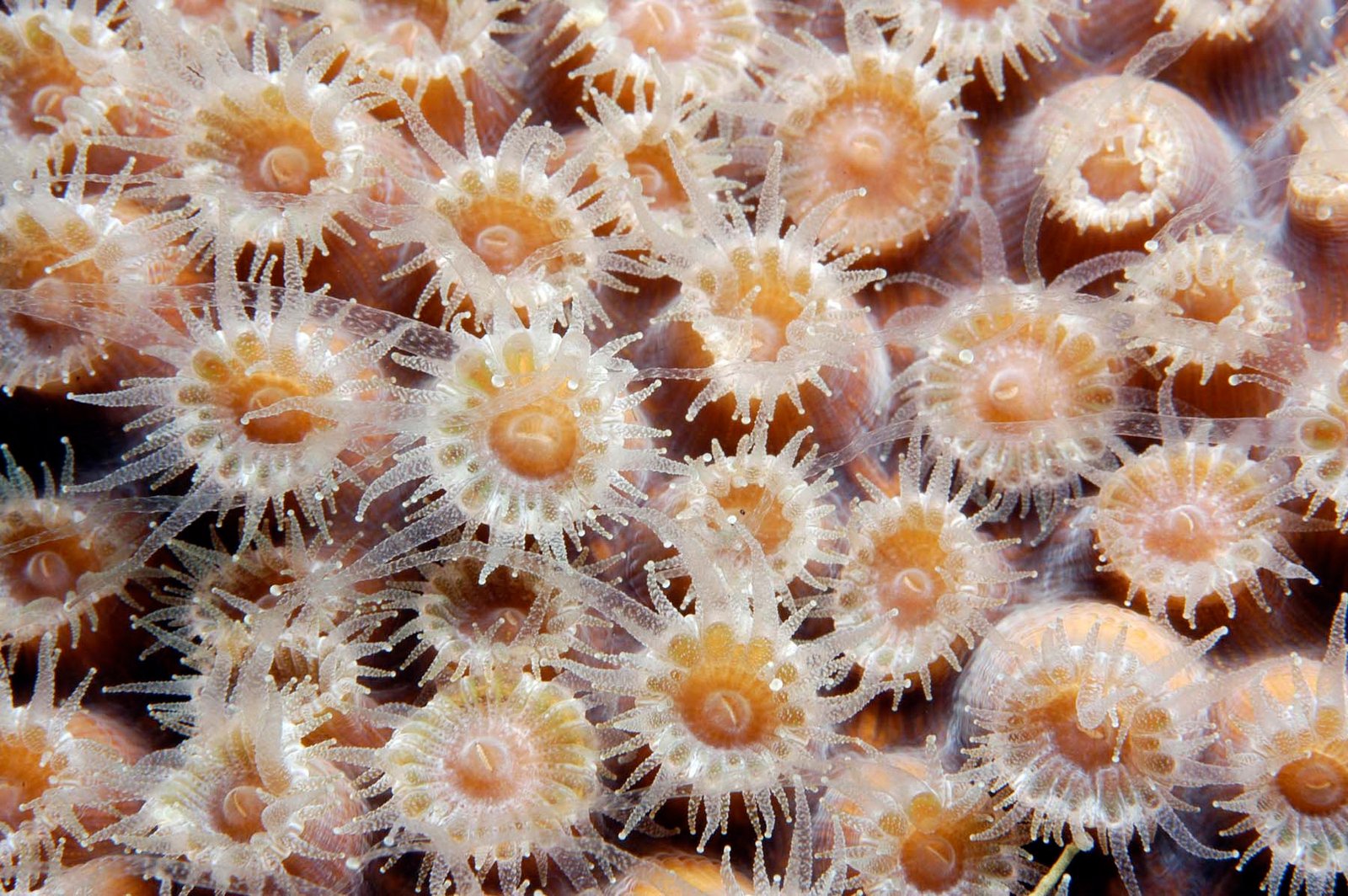 what will i see at the flower garden banks national marine sanctuary