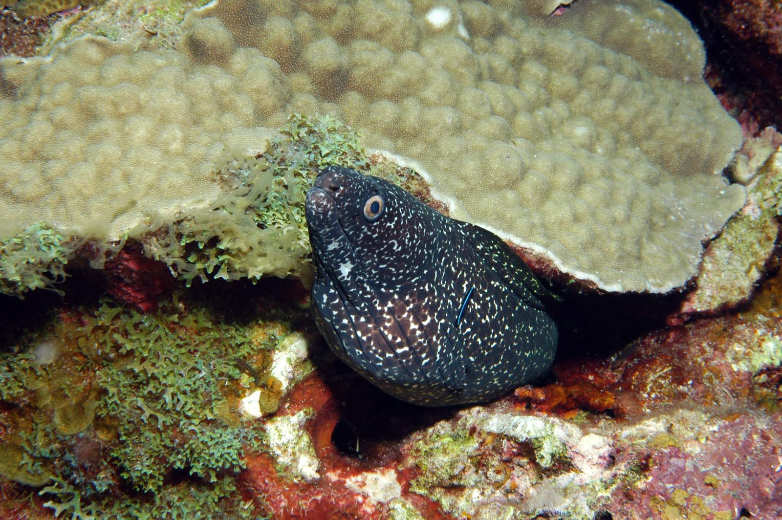 what will i see at the flower garden banks national marine sanctuary