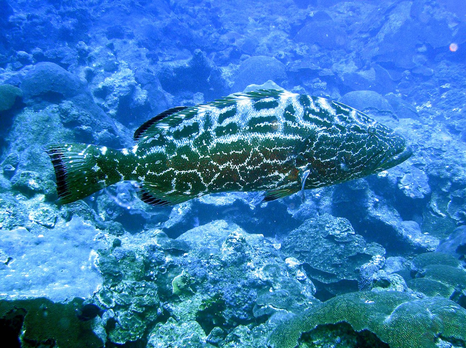 what will i see at the flower garden banks national marine sanctuary