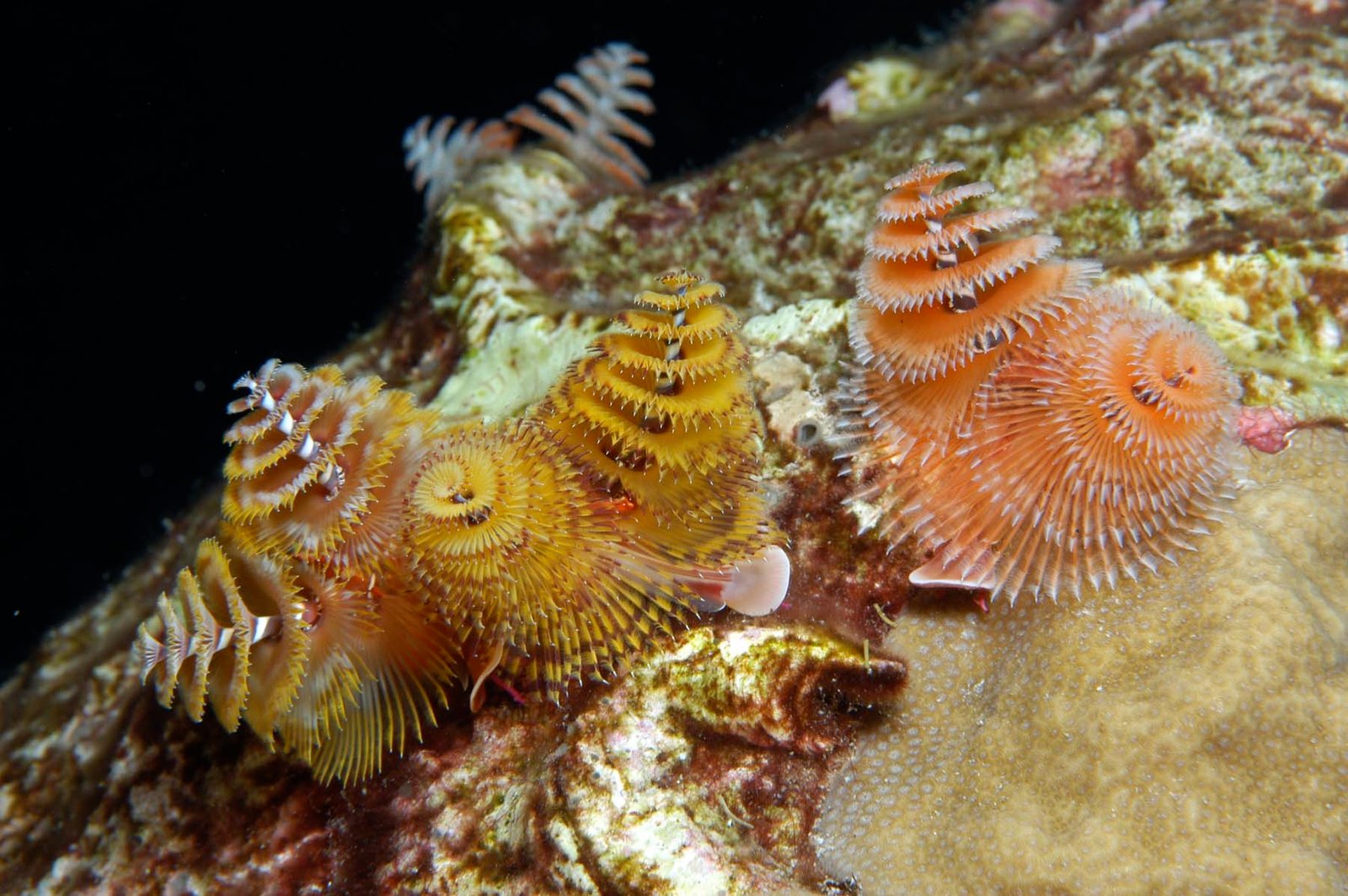 what will i see at the flower garden banks national marine sanctuary