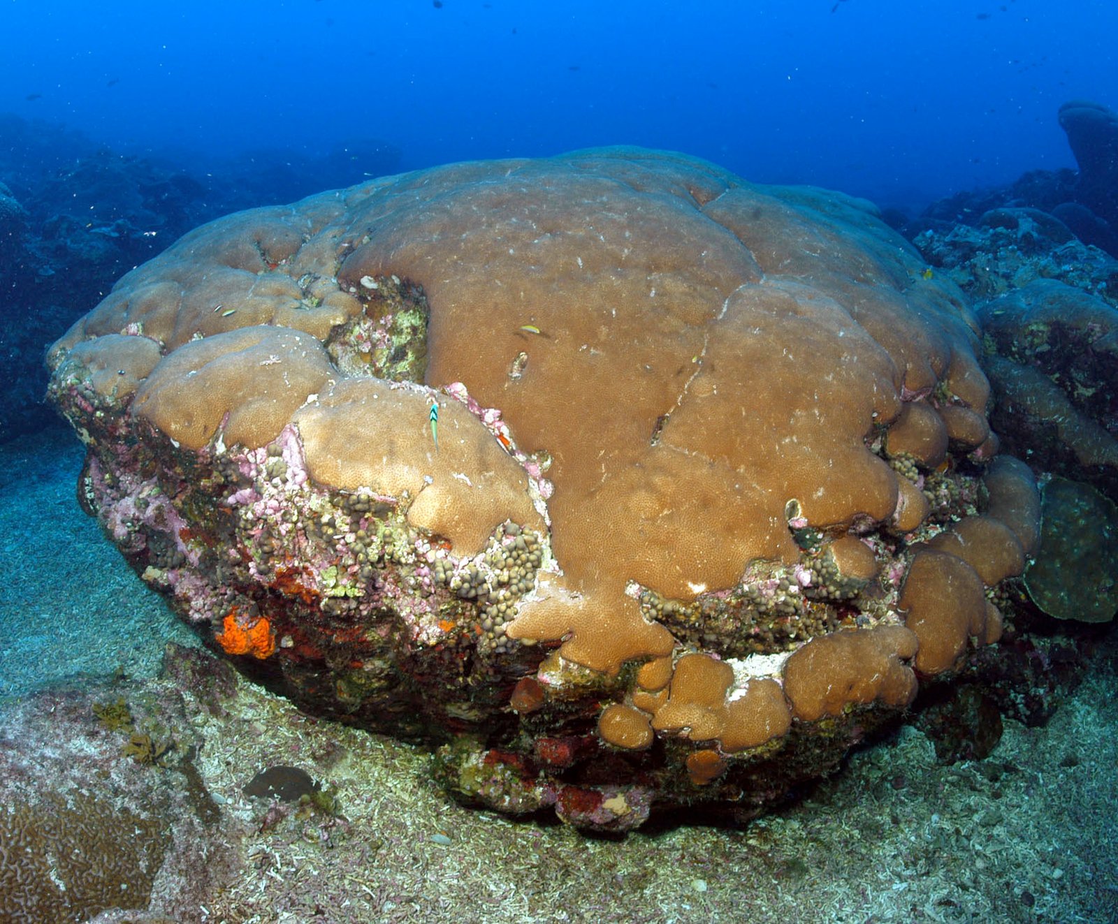 20 things to love about flower garden banks national marine sanctuary