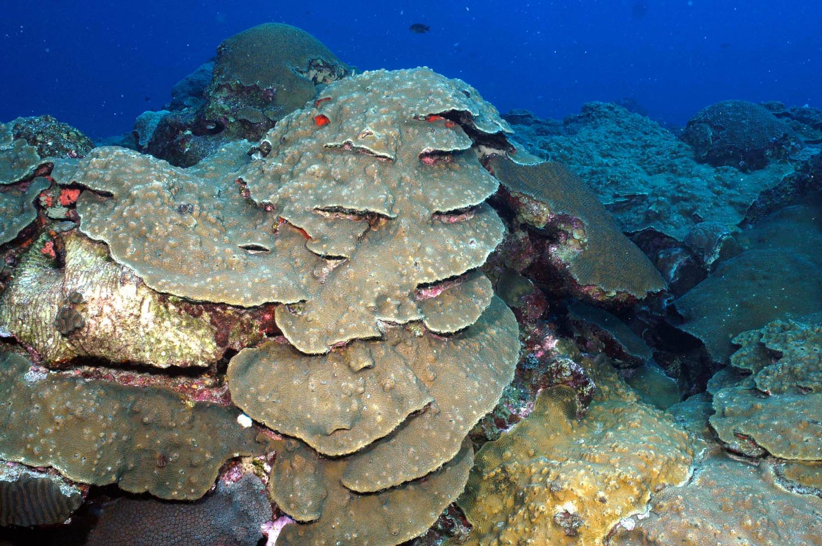 what will i see at the flower garden banks national marine sanctuary