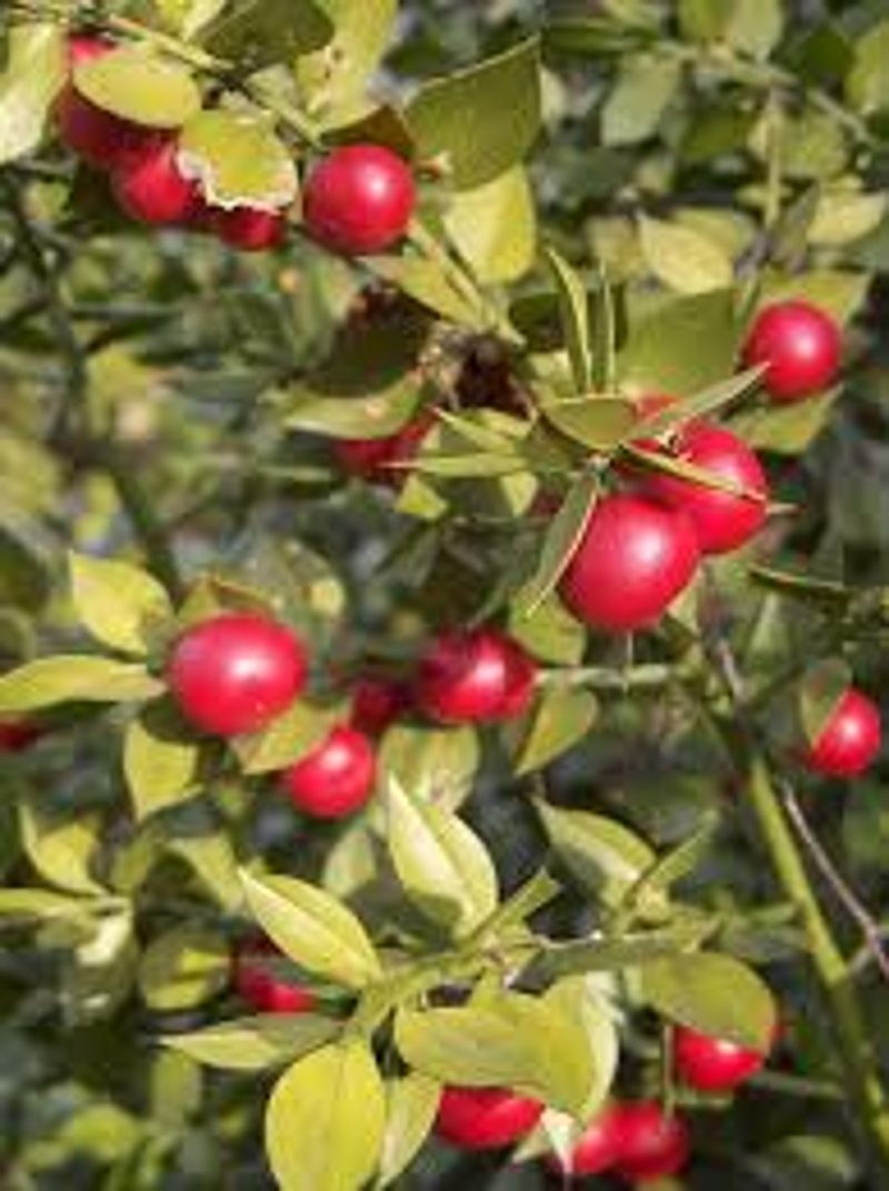 10 easy-peasy (indian) flowering plants for brand new gardeners