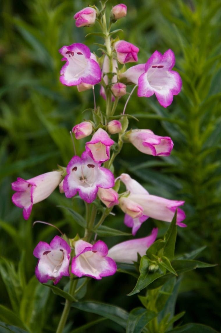 20 super easy plants that will add instant colour to your garden