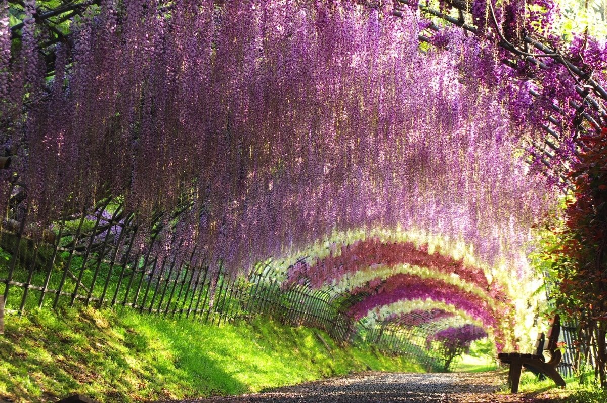 20 awesome garden flower manga