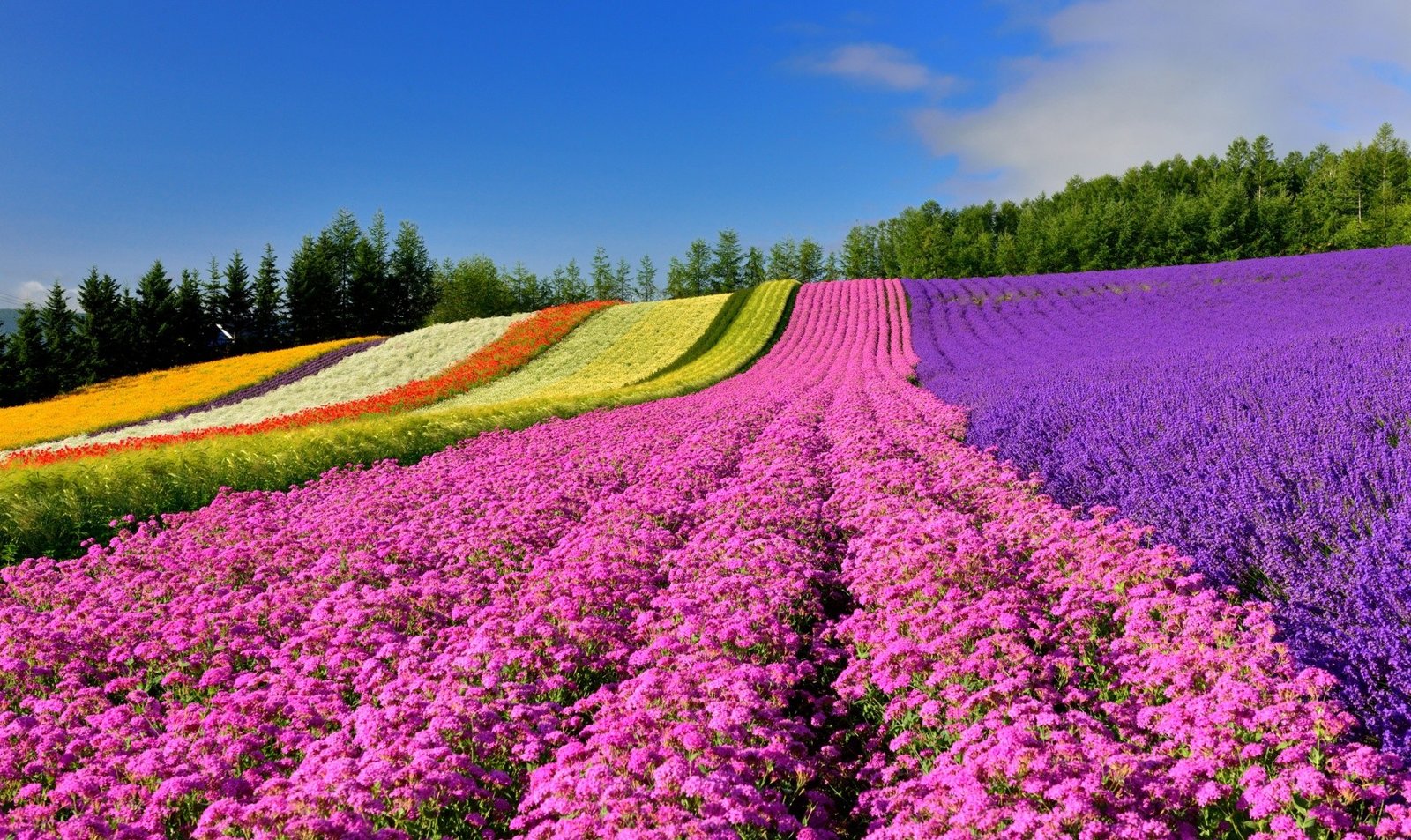 8 must-see flower spots in hokkaido | all about japan