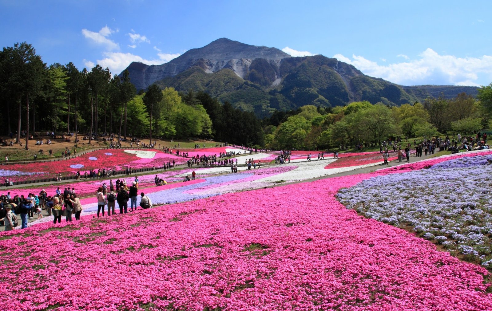 top 6 flower spots in saitama | all about japan