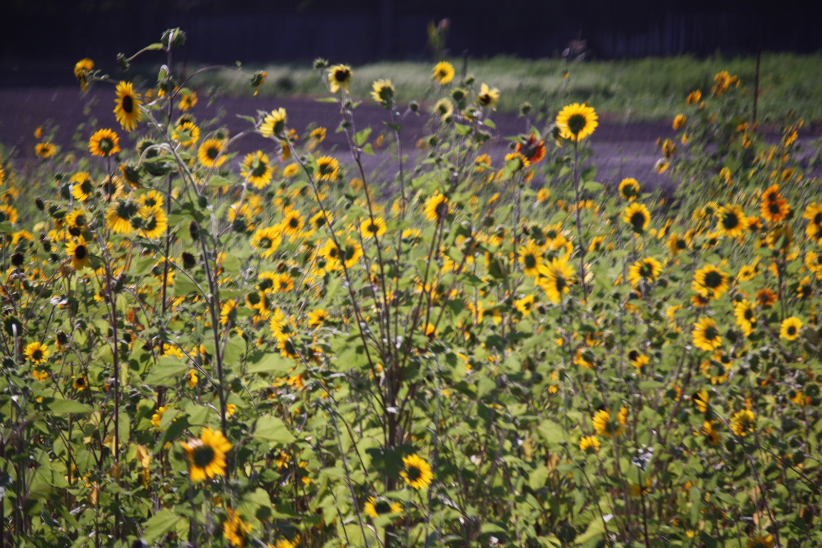 photos: stunning sunflowers on pleasant hill road | pleasant hill