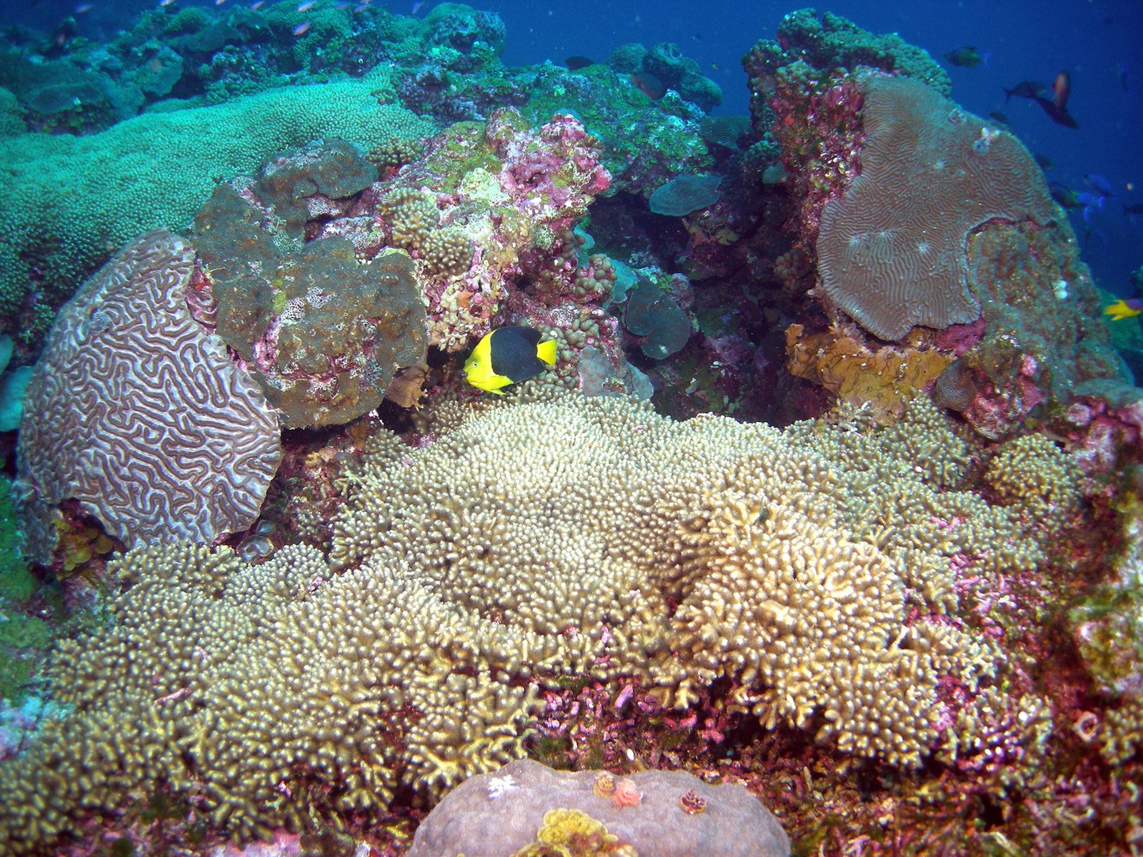 frequently asked questions | flower garden banks national marine
