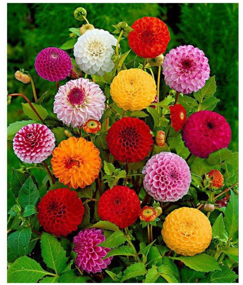 dahlia pompon mixed flower plant seeds for home kitchen garden 50 seeds,  instruction manual inside package
