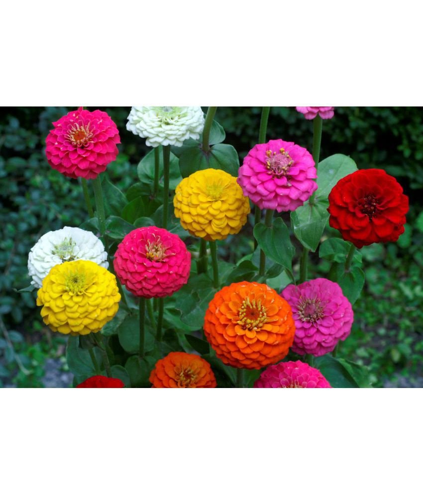 flower seeds : zinnia double giant mix flower seeds flower seeds garden  seeds for plants home garden plant seeds eco pack garden plant seeds by