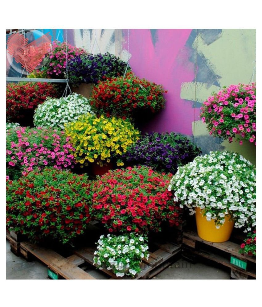 flower seeds : petunia best pro mix flower seeds hybrid suitable for grow  bags/pots/containers home garden plant seeds eco pack garden plant seeds by