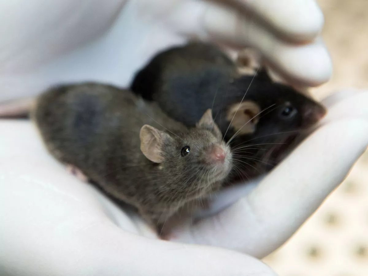 two takeaways closed after mouse droppings found have now re-opened