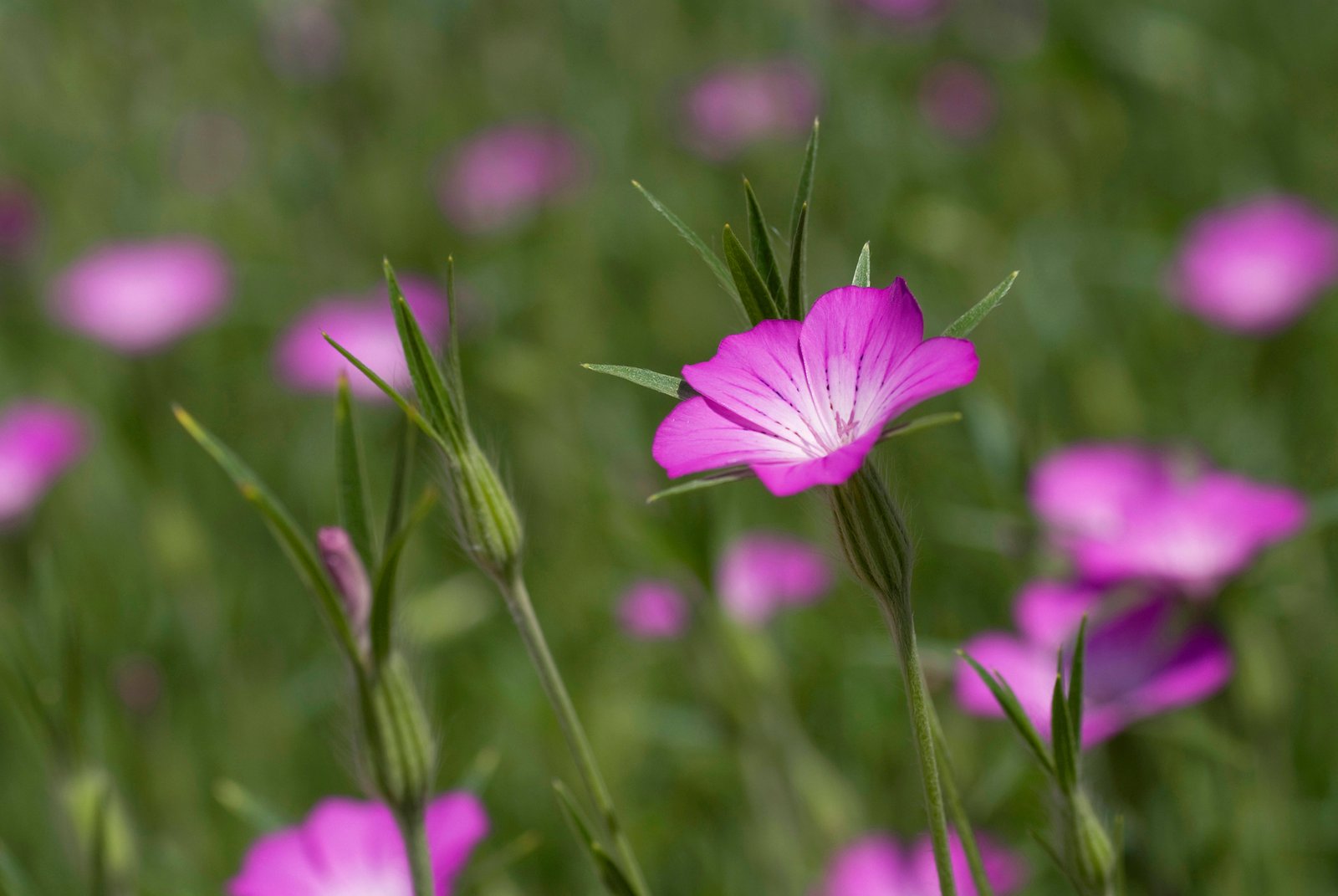 a simple guide to the wildflowers of britain - country life