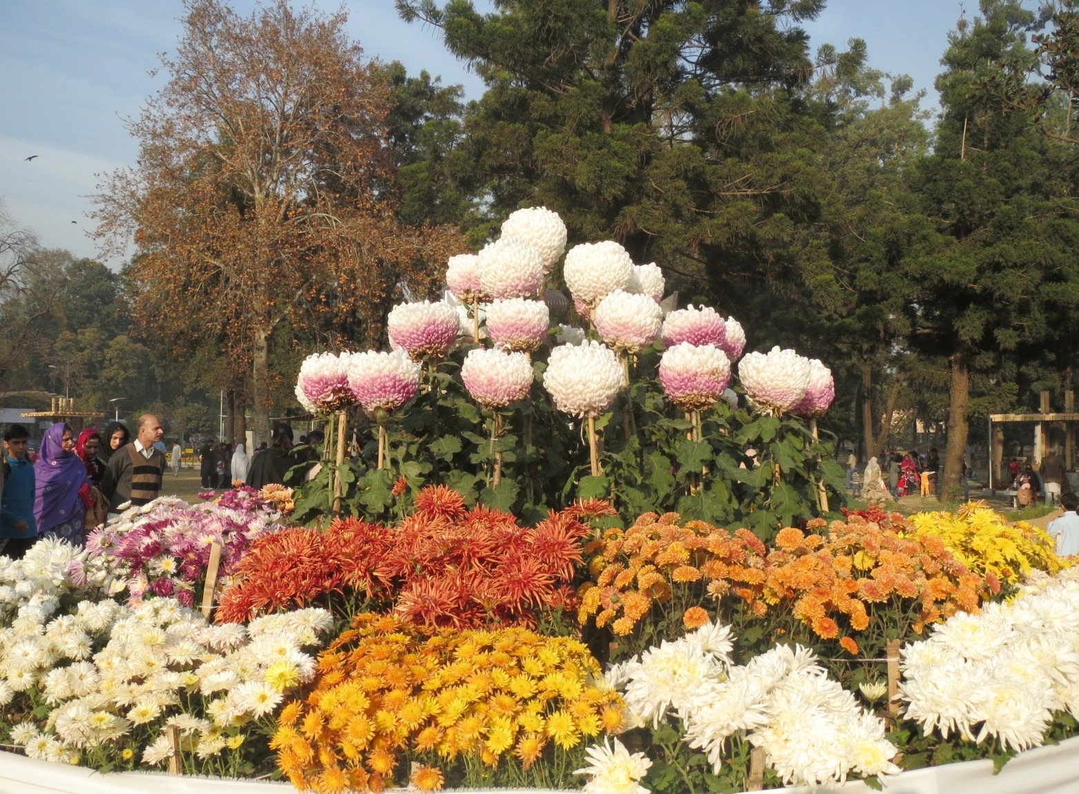 autumn flowers show bloom in islamabad