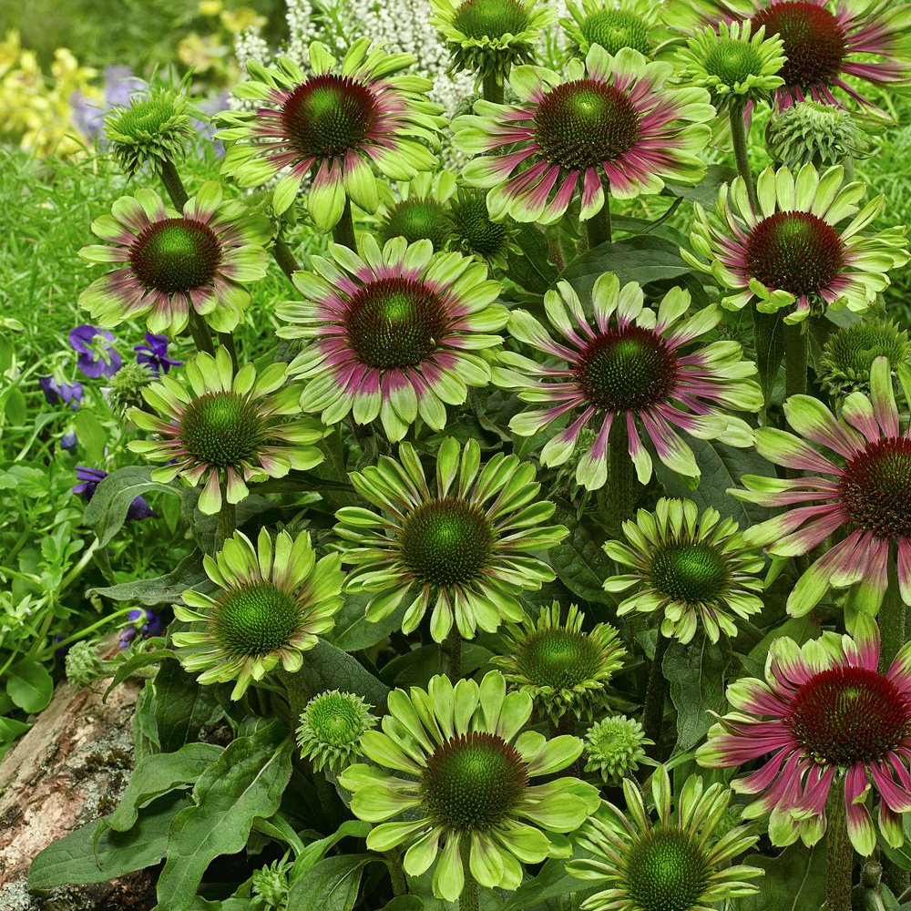 echinacea green twister | j parker dutch bulbs