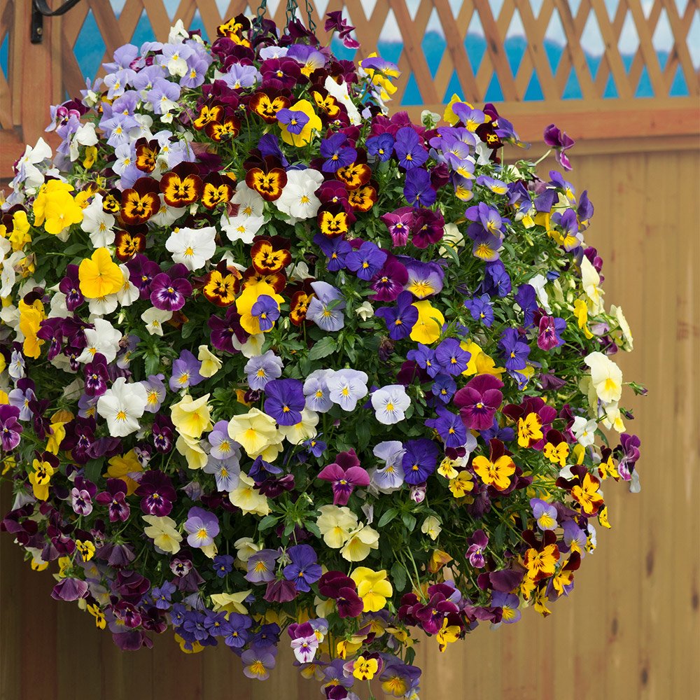 buy pansy cool wave | j parker dutch bulbs