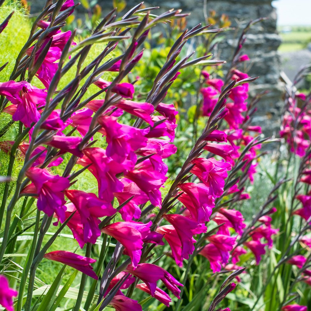 buy gladiolus byzantinus | j parker dutch bulbs